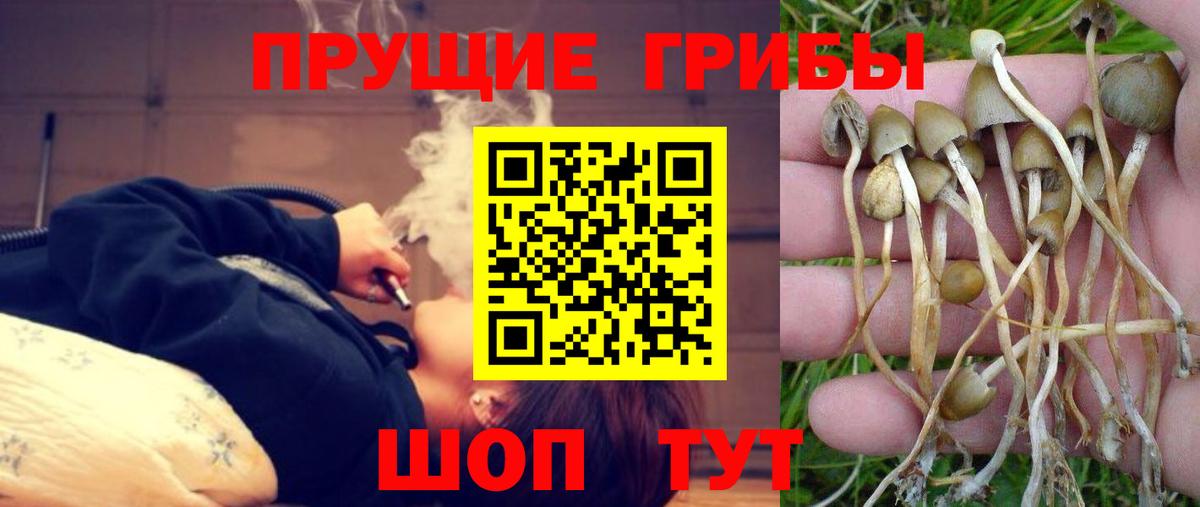 Новоалтайск  Галлюциногенные грибы Psilocybine cubensis  Вход с VPN 